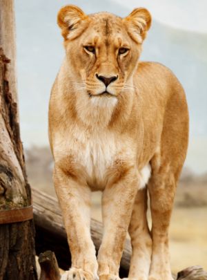 野生動物之旅